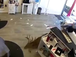 Youthfull Horny Deer Plows Hair Salon