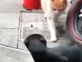 Cat Screams At Friend Cat